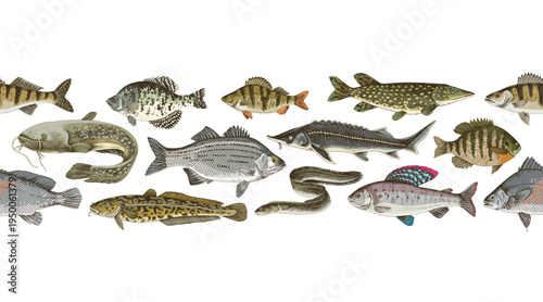 Freshwater fishes vector seamless border