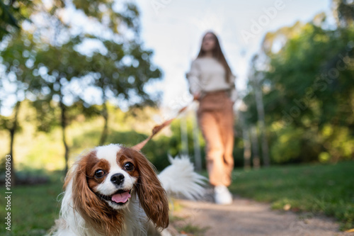 A young woman walks her companion spaniel dog on a leash in a park on green grass in spring