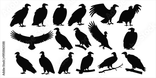 Schilderij op canvas Collection of vulture silhouettes in various poses on a white background bird fl