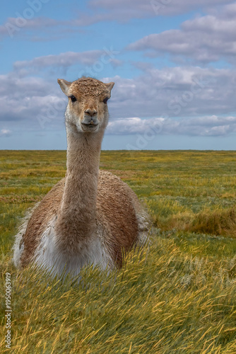 Vicuna laying in open grassland under cloudy sky representing freedom and wilderness