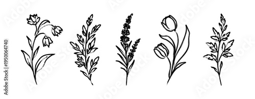 Wild flower and plants vector set in Sumi-e style. Hand drawn black ink dry brush botanical elements for minimalist floral design and Japanese aesthetic.