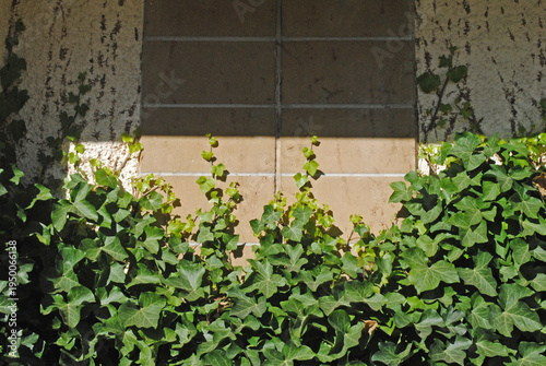 Ivy Plant Climbing Textured Concrete Wall 