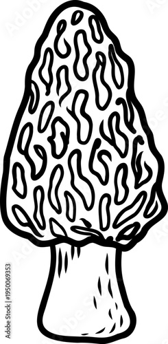 Morel mushroom detailed line drawing botanical style illustration, perfect for field guides, nature themed prints