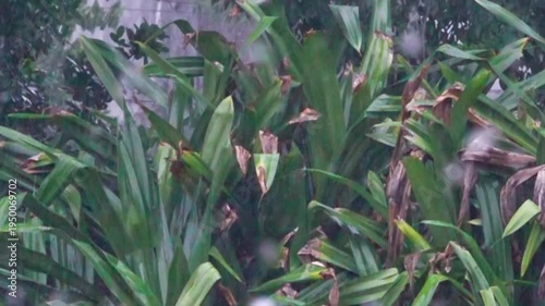 The beginning of the rainy season. A tropical downpour, blirt. The monsoon rain wash the winter rainforest, Indonesia. Slow motion