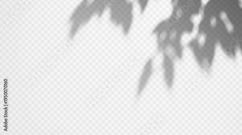 Soft blurred tree branch leaves shadow overlay isolated on transparent background. Delicate foliage shade on wall surface.
