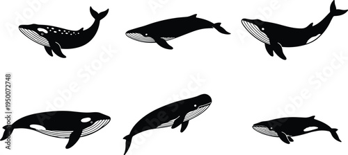 Black and white vector illustration of diverse whale species silhouettes, marine biology educational wildlife art showcasing baleen whales in stylized profile.