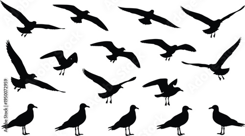 Silhouette illustration of seagulls flying and standing, coastal bird vector art, wildlife nature design for stock content and decoration