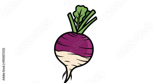 Fresh turnip or radish root vegetable with purple top and green leaves isolated on white background for healthy cooking ingredients.