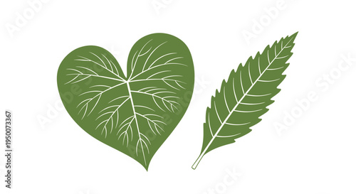 Two different types of green leaves one heart shaped and one elongated with jagged edges isolated on white for nature botanical set.