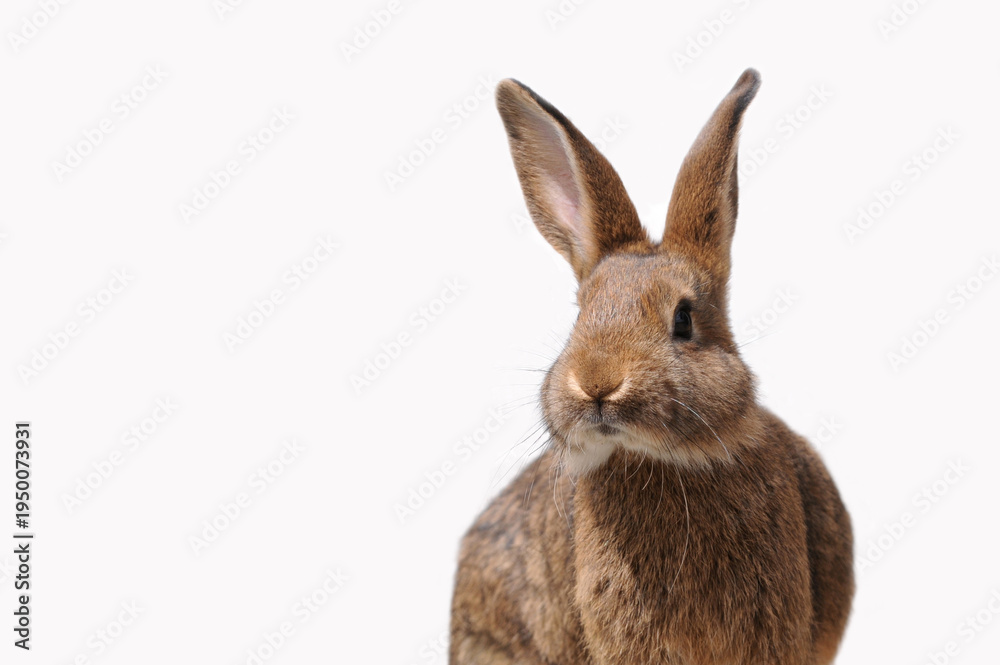 Fototapeta premium Cute brown hare or bunny looking forward, detailed fur and long ears visible. Perfect for Easter themes, spring designs, greeting cards, children’s illustrations, and seasonal decorations.