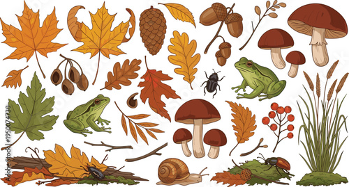 Autumn Forest Nature Set with Fall Leaves Mushrooms Frog Snail Acorns Pinecone Branches Woodland Vector Illustration
