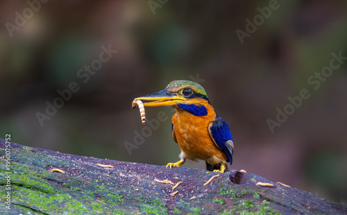 Fotografía A male red-collared kingfisher (Actenoides concretus) in the forest of the Malaysian peninsula