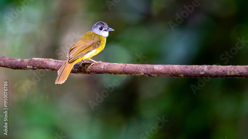 Tableau sur toile Rufous-vented Yuhina (Yuhina occipitalis)