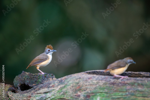 Fotografia Rufous-vented Yuhina (Yuhina occipitalis)