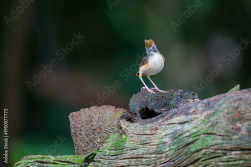 Obraz na plátne Rufous-vented Yuhina (Yuhina occipitalis)