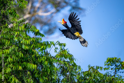 Great Rhinoceros Hornbill (Buceros rhinoceros) perched on a tropical tree on Borneo Island
