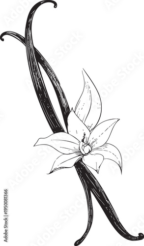 elegant black and white outline drawing of a vanilla bean pod, ready for spice and bakery product branding