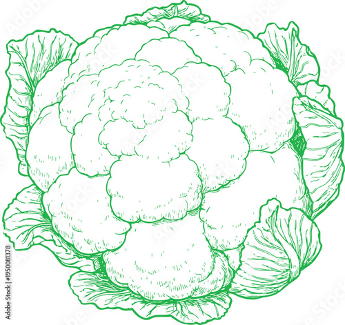 minimalist green and white outline drawing of a fresh cauliflower, perfect for healthy organic vegetable and farm designs