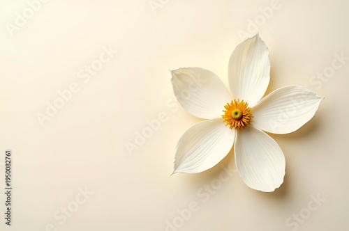 Delicate White Flower on Neutral Background
