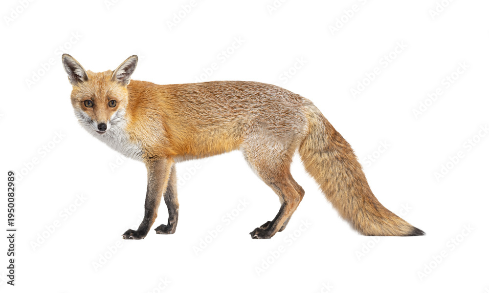 Fototapeta premium Red fox standing on isolated on transparent background