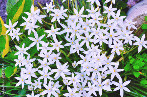 Принти на полотні White flowers of ornithogalum- closeup