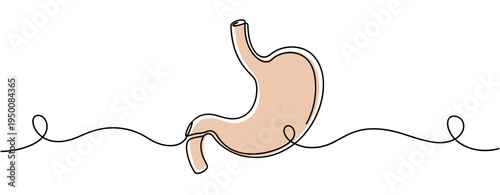 Stomach illustrated highlighted on continuous line white background. no editable strokes