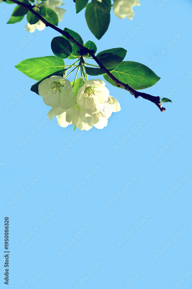 Obraz premium Branch with white blooming apple flowers on the background of the clear blue sky under bright sunlight - spring flower background, free space for text, soft focus processing
