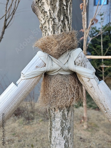 Young tree secured with wooden stakes and protective padding