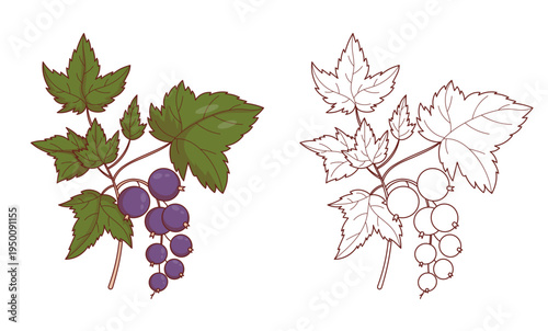 Blackcurrant Branch Set. Color and Outline drawings. Coloring Page. Isolated Botanical Berry with Leaves. Vector Illustration