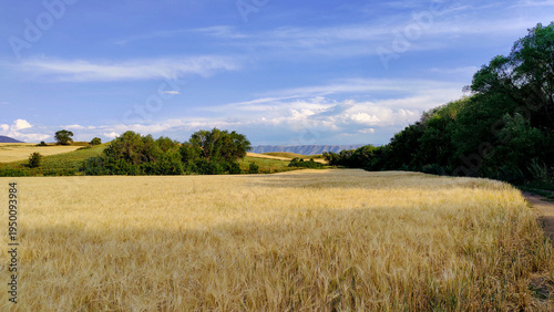 A field of ripe yellow wheat against the background of a blue sky with white clouds and mountains, green trees and bushes in summer.