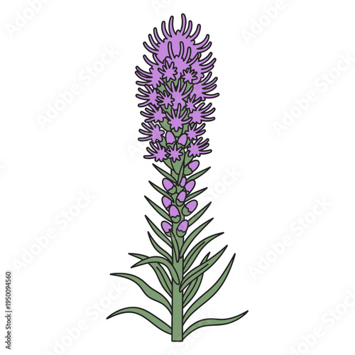 Isolated Liatris Spicata Flower Illustration vector illustration