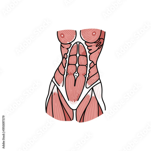Anatomy of Female Torso Muscles vector illustration