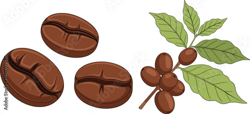 Coffee beans and coffee plant branch with leaves collection caffeine drink ingredient flat vector illustration set