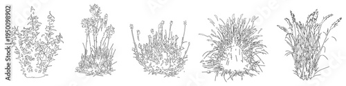 Set of ornamental grasses in elevation view for architectural drawings, isolated on transparent background	
