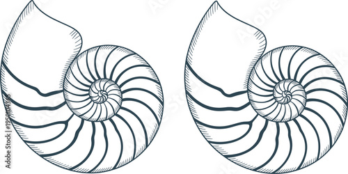 Hand drawn nautilus shell line art illustration set for coastal themed design projects