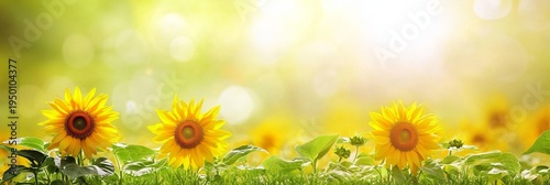 Vibrant Summer Sunflower Field Under Bright Blue Sky with Beautiful Bokeh Background Effects