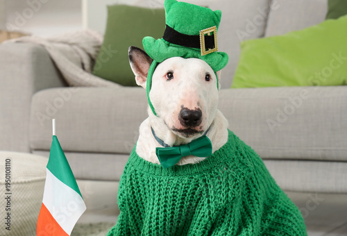 Cute Bull Terrier dog with ...