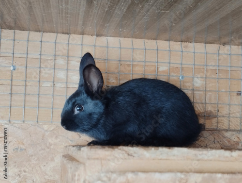Konstfotografi A small rabbit of the Poltava silver breed. A young animal.