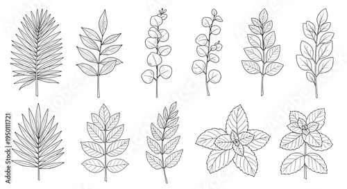 Comprehensive collection of different hand drawn plant leaves and herbs in black line art for botanical projects.