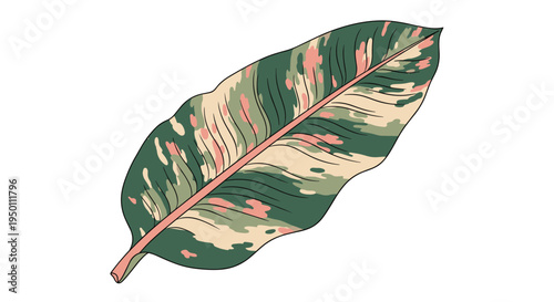 Colorful variegated tropical leaf with green pink and cream patterns isolated on a plain white background.