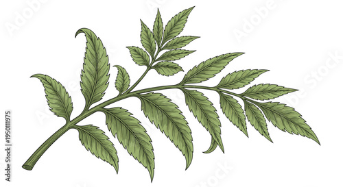Botanical illustration of a green leafy branch with detailed textures and shadows provides a realistic and natural element for garden-themed designs.