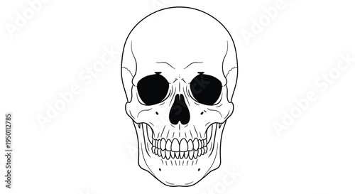 Detailed anatomical illustration of a human skull facing forward in black and white is suitable for medical or gothic themed designs.