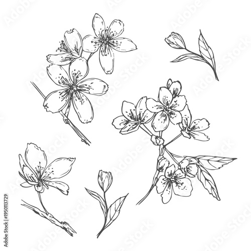 Spring blooming composition with cherry, almond or pear tree flowers and leaves vector isolated illustration. Monochrome blossom plant painted by black ink.