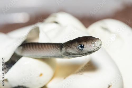 Fotografie The feared black mamba (Dendroaspis polylepis) hatching from the egg - Africa’s