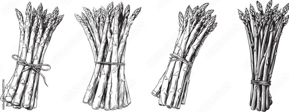 Obraz premium detailed black and white outline drawing of fresh asparagus stalks, ideal for gourmet vegetable and healthy illustrations