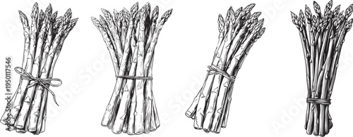 detailed black and white outline drawing of fresh asparagus stalks, ideal for gourmet vegetable and healthy illustrations