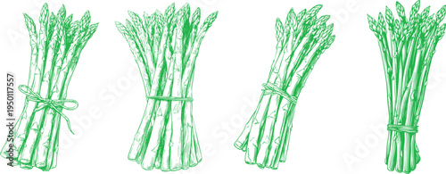 detailed green outline drawing of fresh asparagus stalks, ideal for gourmet vegetable and healthy illustrations