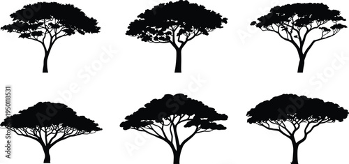Set of black silhouettes of African acacia trees with flat crowns, savanna umbrella thorn tree vector icons isolated on a white background