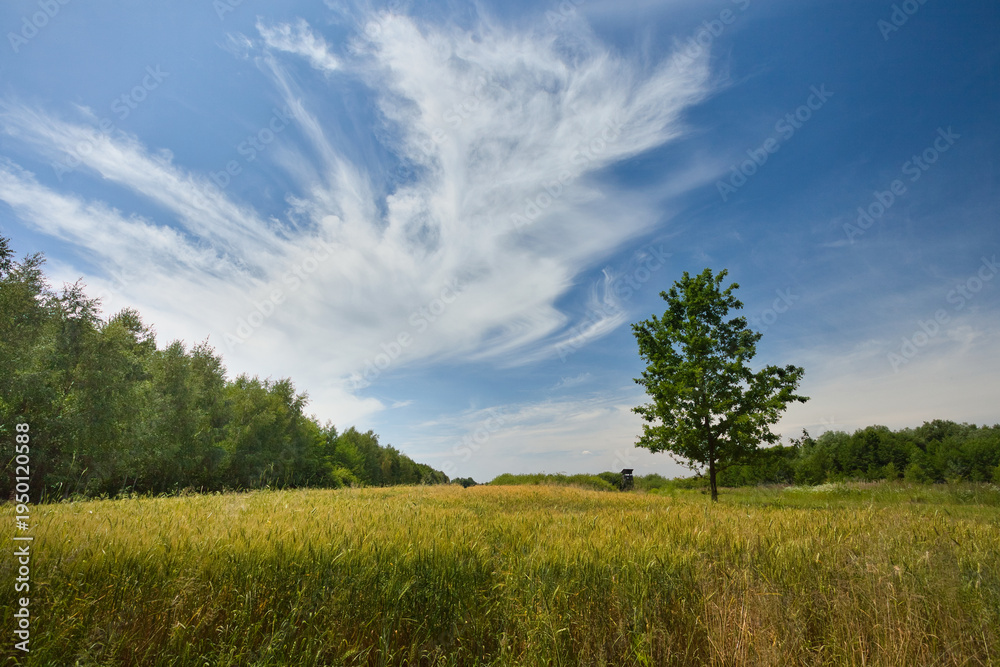 Fototapeta premium A scattered white cloud over a grain field