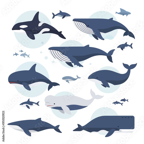 Whales and dolphins swimming together ocean.